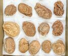 Lot: - Desert Rose From Morocco - Pieces #138119-1